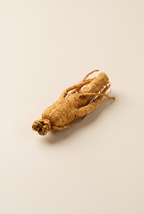 Panax Ginseng