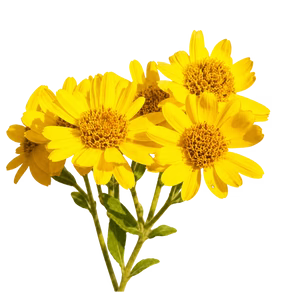 Árnica + Flor de Maravilla (Caléndula)