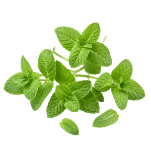 Mentol Natural
